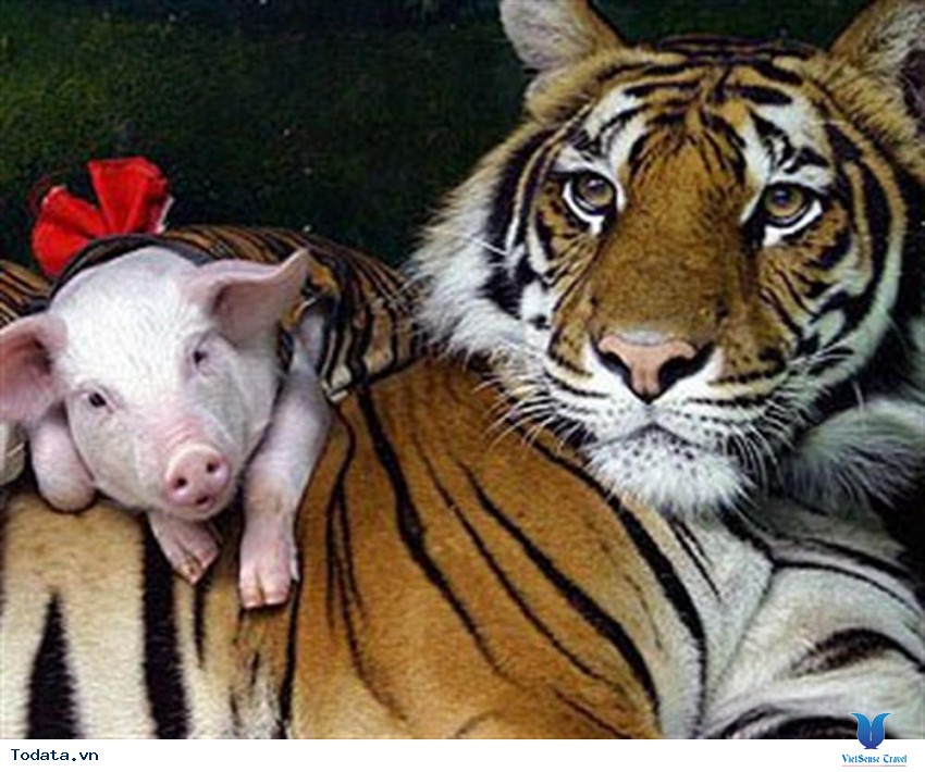 Lựa chọn đúng đắn khi đến Sriracha Tiger Zoo Hình ảnh 2 Lựa chọn đúng đắn khi đến Sriracha Tiger Zoo Hình ảnh 2