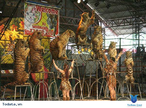 Lựa chọn đúng đắn khi đến Sriracha Tiger Zoo Hình ảnh 1 Lựa chọn đúng đắn khi đến Sriracha Tiger Zoo Hình ảnh 1