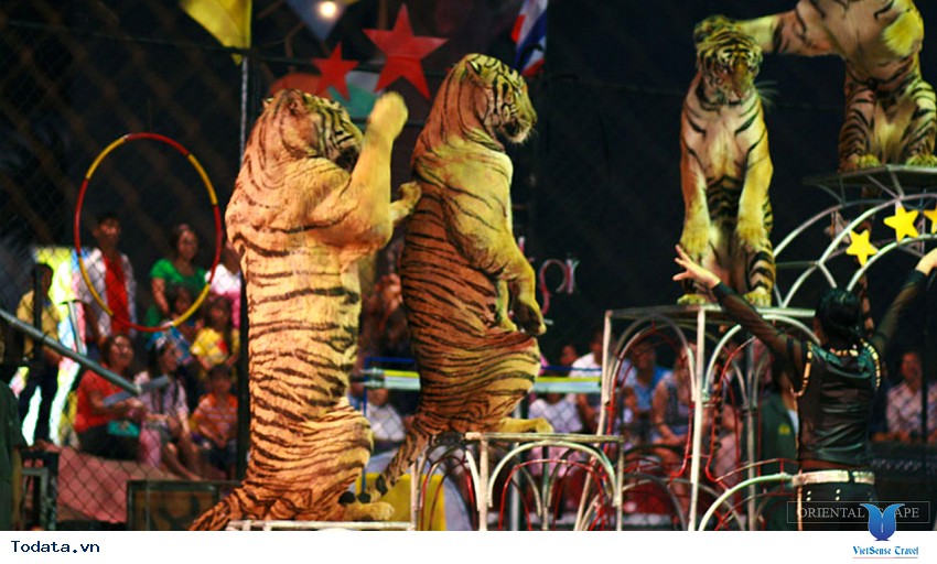 Lựa chọn đúng đắn khi đến Sriracha Tiger Zoo Hình ảnh 3 Lựa chọn đúng đắn khi đến Sriracha Tiger Zoo Hình ảnh 3