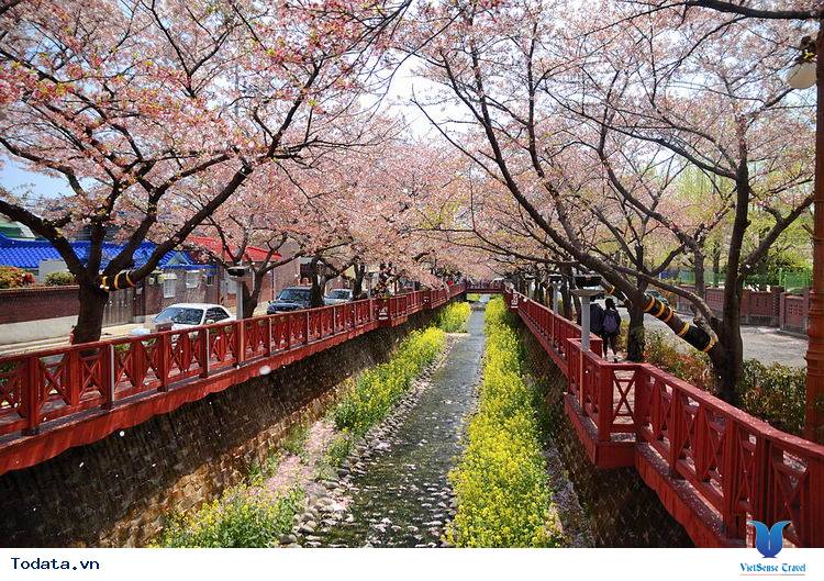 Mãn nhãn với xứ sở hoa anh đào Jinhae ở Hàn Quốc Hình ảnh 14