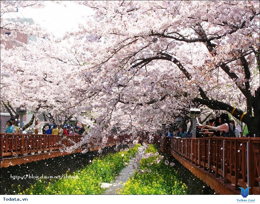 Mãn nhãn với xứ sở hoa anh đào Jinhae ở Hàn Quốc Hình ảnh 15