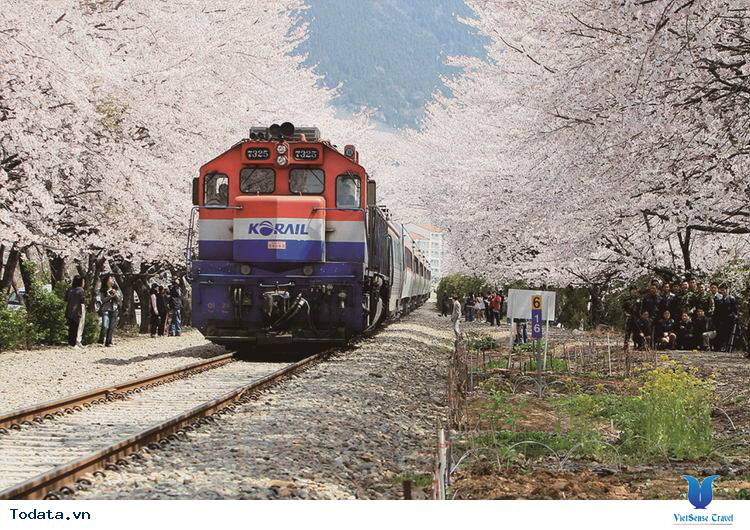Mãn nhãn với xứ sở hoa anh đào Jinhae ở Hàn Quốc Hình ảnh 9