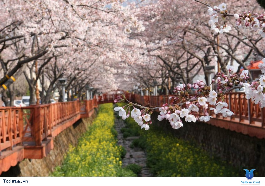 Mãn nhãn với xứ sở hoa anh đào Jinhae ở Hàn Quốc Hình ảnh 8