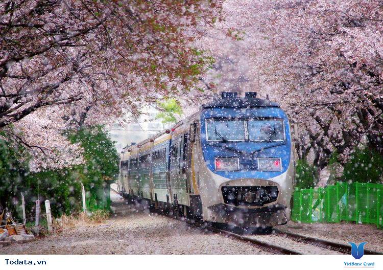 Mãn nhãn với xứ sở hoa anh đào Jinhae ở Hàn Quốc Hình ảnh 10