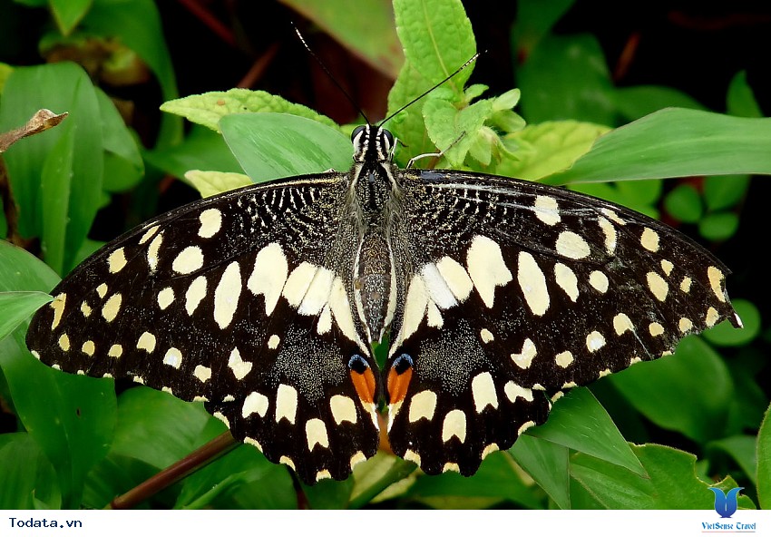 Mê hoặc trong vườn bướm Thái Hình ảnh 3