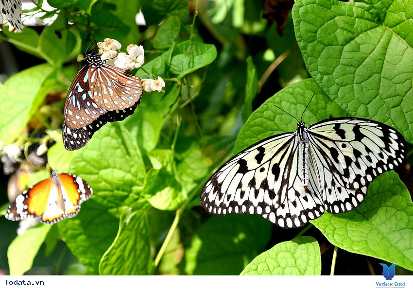 Mê hoặc trong vườn bướm Thái Hình ảnh 2