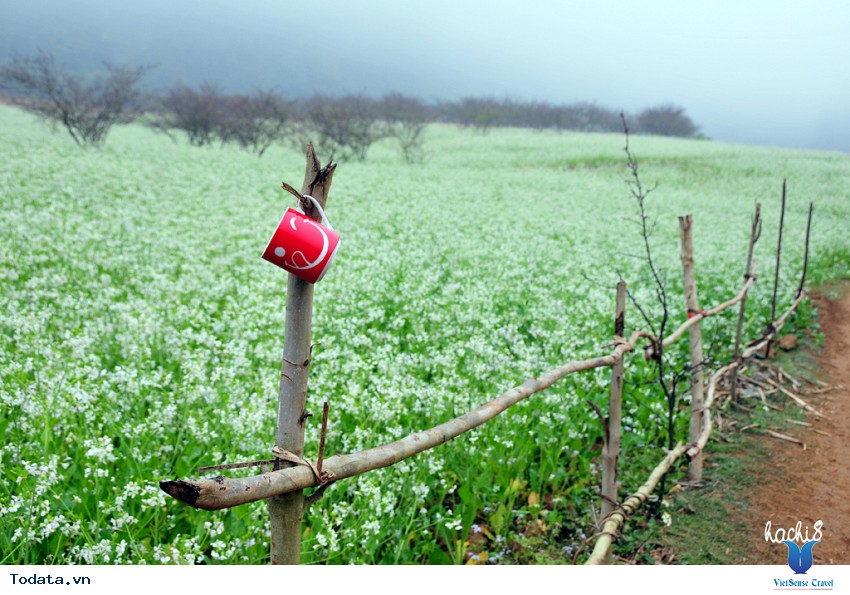 Mộc Châu Mùa Hoa Cải Trắng Hình ảnh 1 Mộc Châu Mùa Hoa Cải Trắng Hình ảnh 1