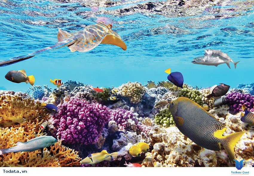 Một cảnh tượng lặn ngắm san hô thật là tuyệt vời tại HP Reef Hình ảnh 1 Một cảnh tượng lặn ngắm san hô thật là tuyệt vời tại HP Reef Hình ảnh 1