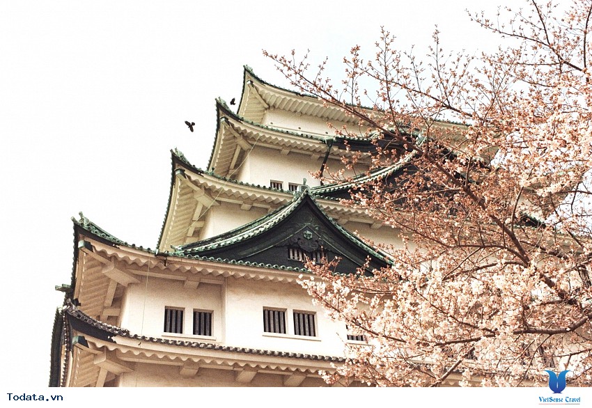 Mùa Hoa Anh Đào Nở Bên Lâu Đài Nagoya Hình ảnh 2
