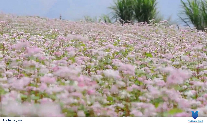 Mùa Hoa Tam Giác Mạch đẹp mê đắm lòng người nơi mảnh đất Hà Giang Hình ảnh 3