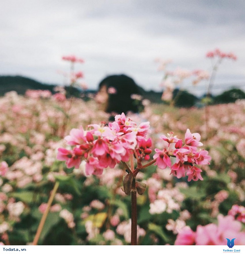 Mùa Hoa Tam Giác Mạch đẹp mê đắm lòng người nơi mảnh đất Hà Giang Hình ảnh 1
