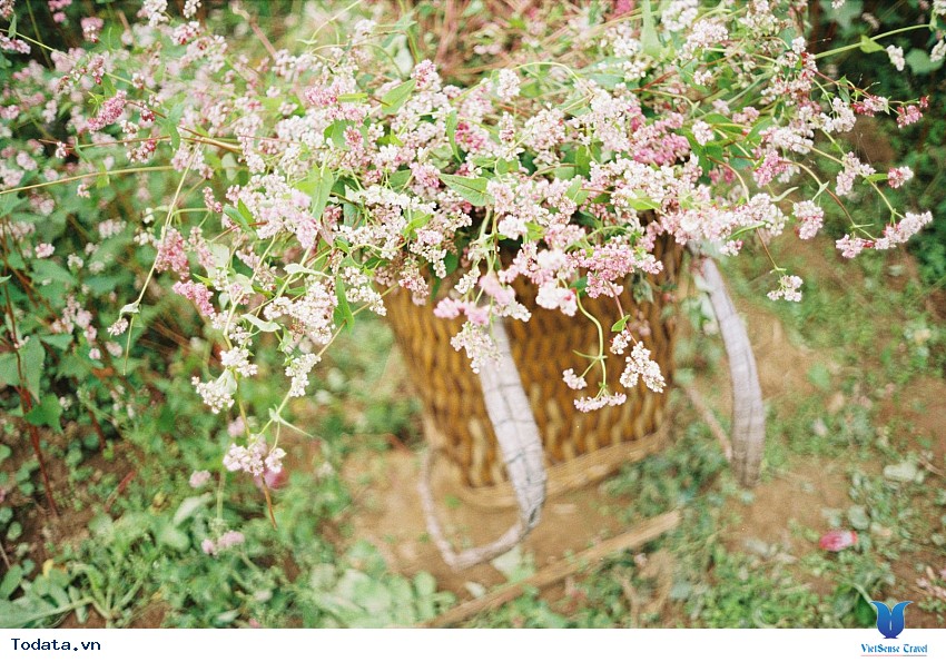 Mùa Hoa Tam Giác Mạch đẹp mê đắm lòng người nơi mảnh đất Hà Giang Hình ảnh 2