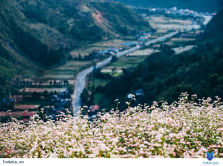 Mùa Hoa Tam Giác Mạch đẹp mê đắm lòng người nơi mảnh đất Hà Giang Hình ảnh 5