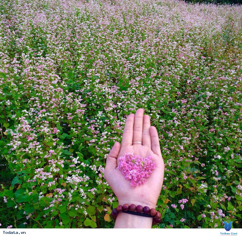 Mùa Hoa Tam Giác Mạch đẹp mê đắm lòng người nơi mảnh đất Hà Giang Hình ảnh 4