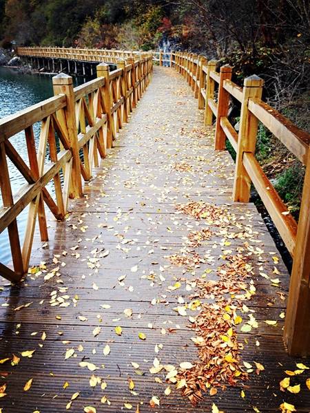 Mùa Thu Cửu Trại Câu thiên đường check in Hình ảnh 7