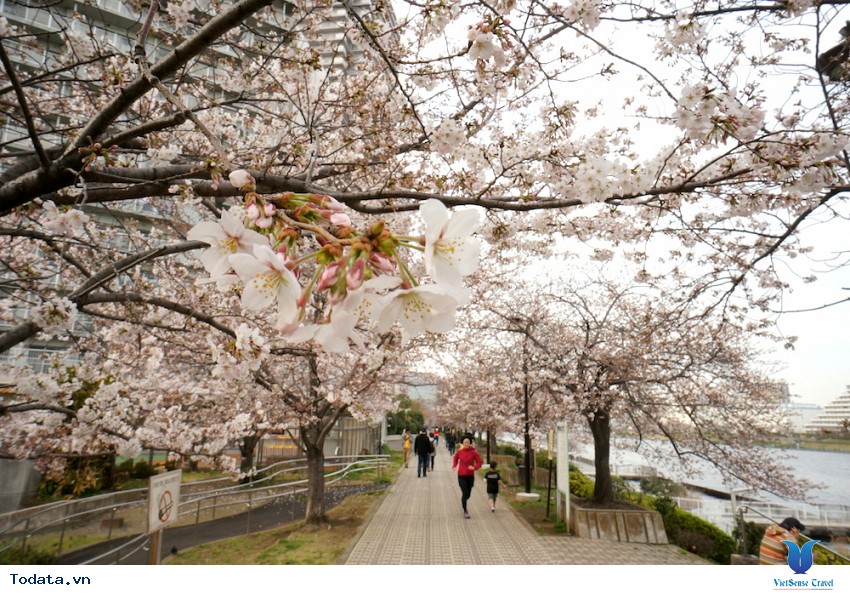 Mùa Xuân Ở Thủ Đô Tokyo Hình ảnh 2