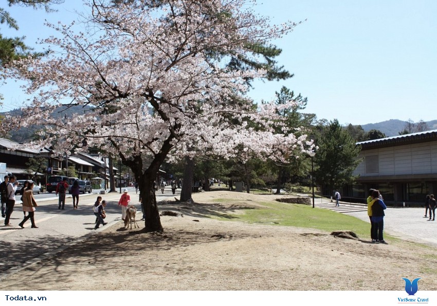Mùa Xuân Về Trên Công Viên Nara Hình ảnh 3