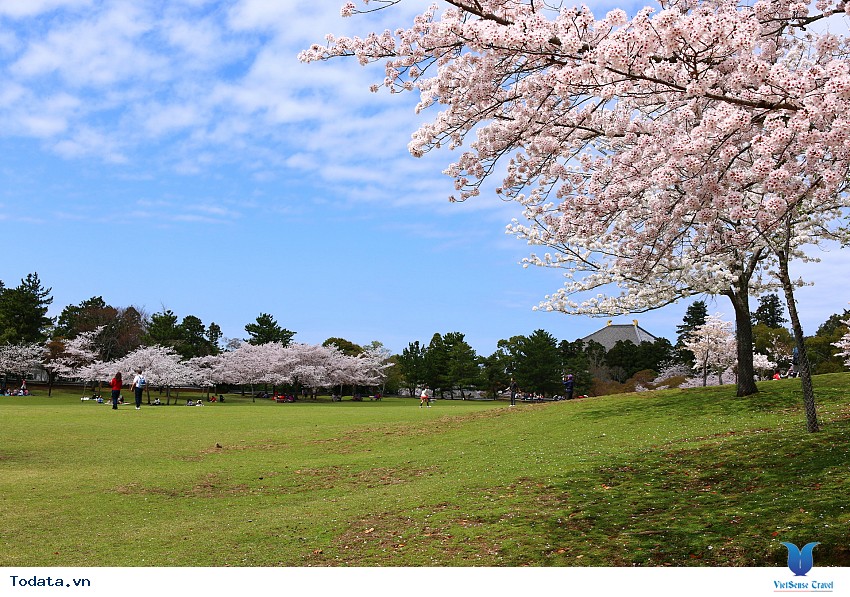 Mùa Xuân Về Trên Công Viên Nara Hình ảnh 1