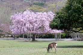 Mùa Xuân Về Trên Công Viên Nara Hình ảnh 4