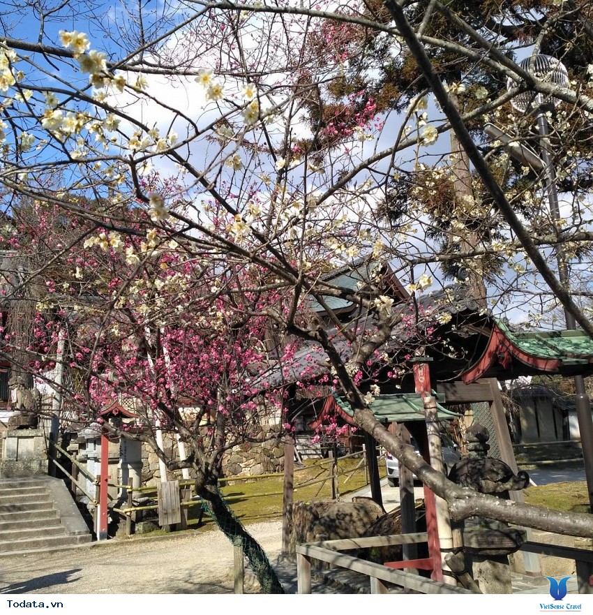 Mùa Xuân Về Trên Công Viên Nara Hình ảnh 2