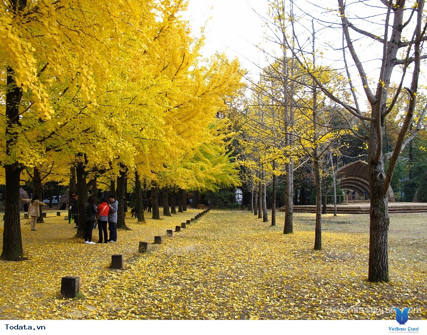 Nami- Trái Tim Mùa thu Của Hàn Quốc Hình ảnh 6