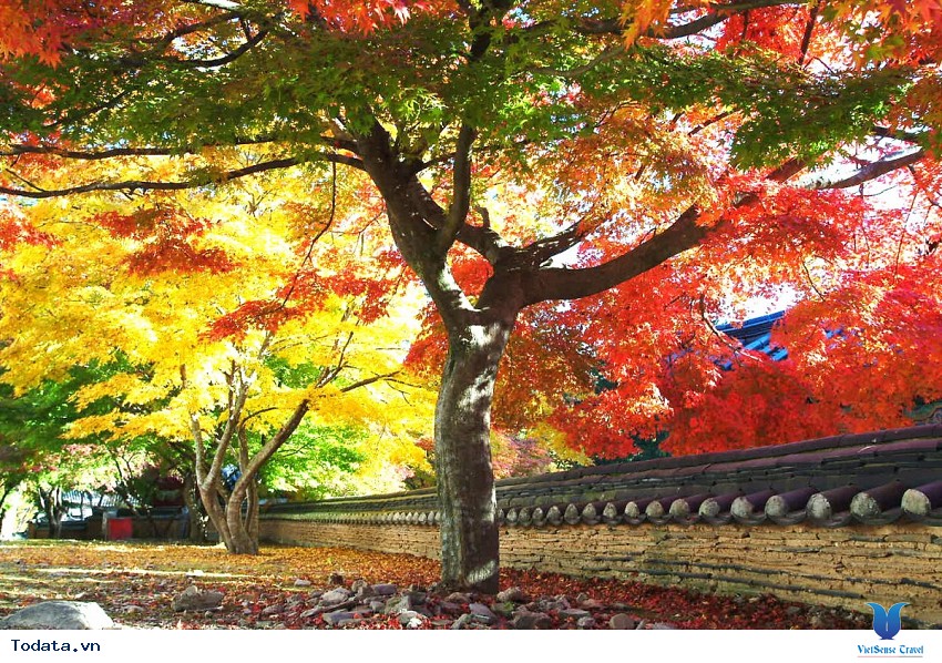 Nami- Trái Tim Mùa thu Của Hàn Quốc Hình ảnh 3