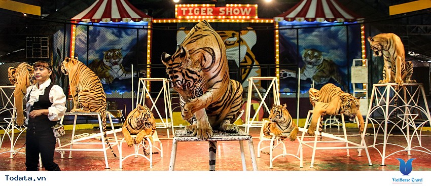 Nét độc đáo của những chú hổ trong công viên Sriracha Tiger Zoo Hình ảnh 3