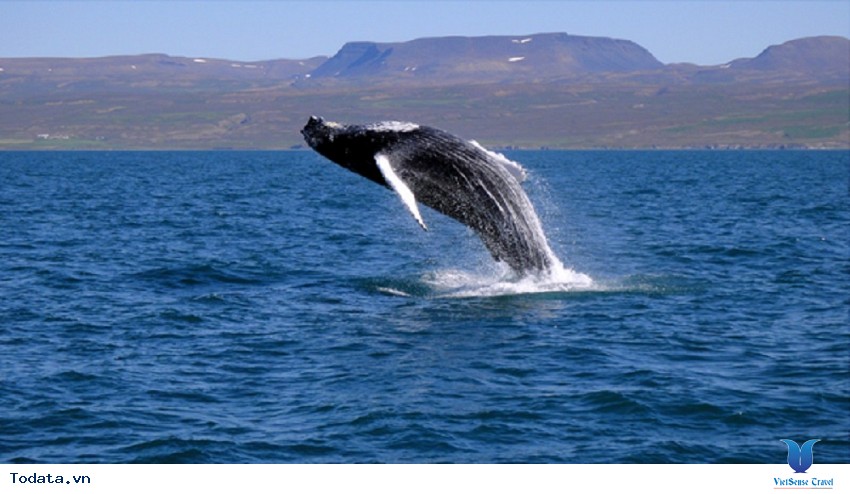 Ngắm cá voi ở Hermanus Hình ảnh 1 Ngắm cá voi ở Hermanus Hình ảnh 1