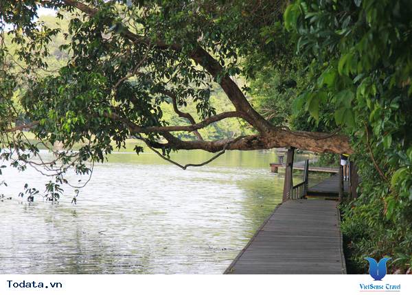 Ngắm hoàng hôn MacRitchie Nature Trail & Reservoir Park Hình ảnh 2 Ngắm hoàng hôn MacRitchie Nature Trail & Reservoir Park Hình ảnh 2