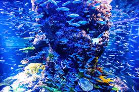 Ngắm những loài cá ở công viên nước Adventure Cover Hình ảnh 3