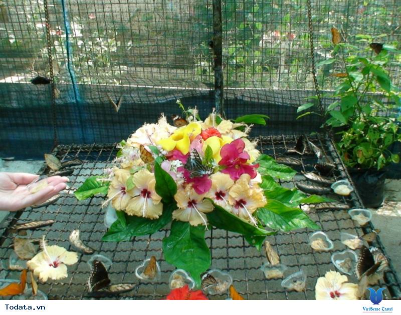 Ngây ngất như lạc vào chốn tiên cảnh tại Vườn Bướm Hình ảnh 3 Ngây ngất như lạc vào chốn tiên cảnh tại Vườn Bướm Hình ảnh 3