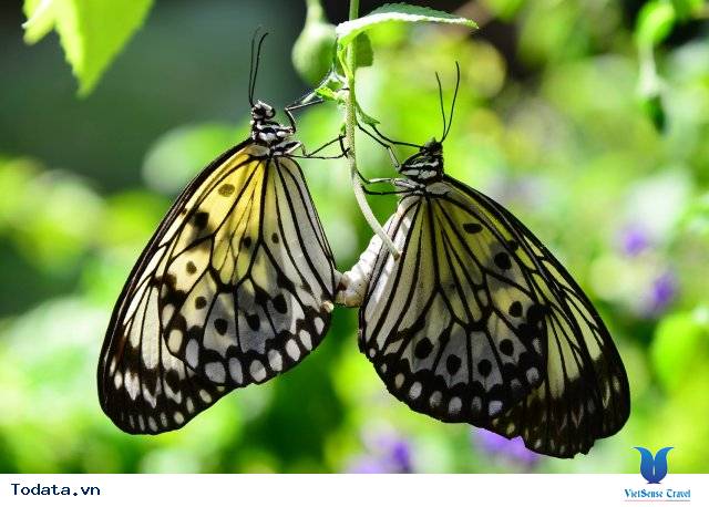 Những chú bướm đủ sắc màu ở Butterfly park and Insect kingdom Hình ảnh 3