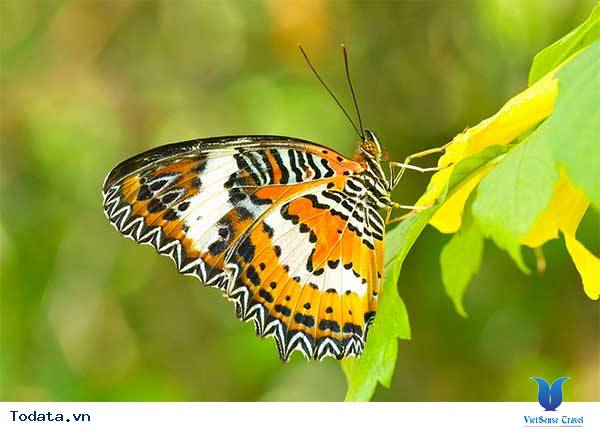 Những chú bướm đủ sắc màu ở Butterfly park and Insect kingdom Hình ảnh 1