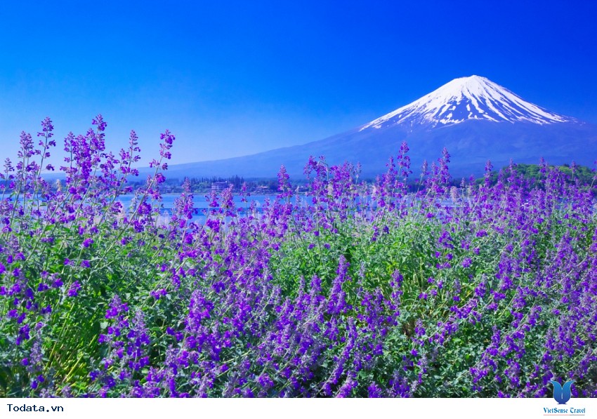 Những Góc Ảnh Núi Phú Sĩ Đẹp Lạ Lùng Hình ảnh 4