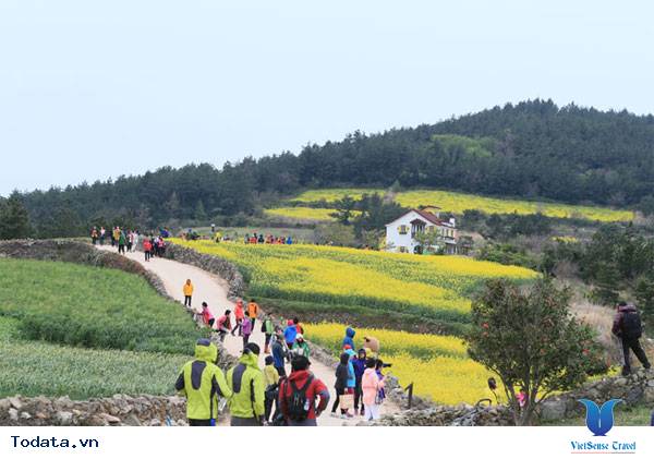 Những hình ảnh Thiên nhiên tươi đẹp ở đảo Cheongsando Hàn Quốc Hình ảnh 11