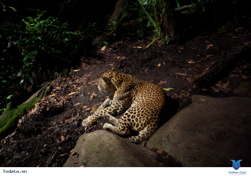 Night Safari Singapore, vườn thú đêm đầu tiên của thế giới, Hình ảnh 1