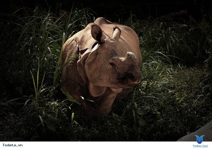 Night Safari Singapore, vườn thú đêm đầu tiên của thế giới, Hình ảnh 3