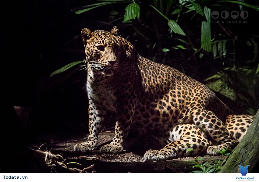Night Safari Singapore, vườn thú đêm đầu tiên của thế giới, Hình ảnh 2