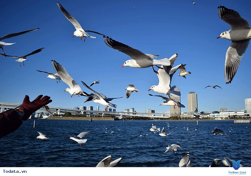 Odaiba- Hòn Đảo Nhân Tạo Không Thể Bỏ Qua Khi Đến Nhật Bản Hình ảnh 1