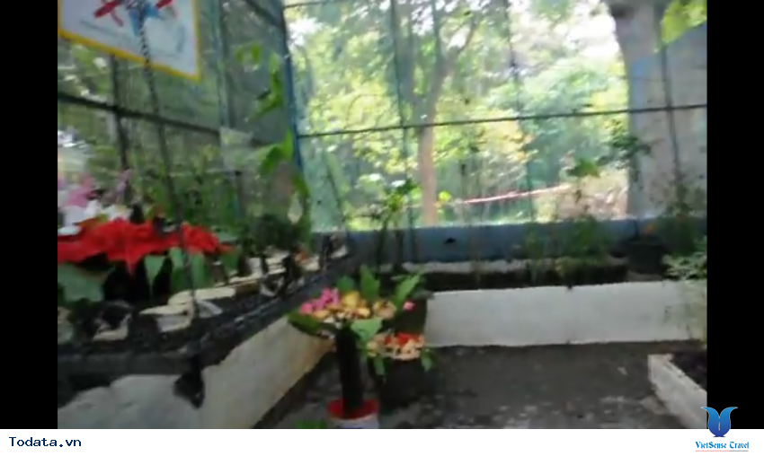 Phòng nhân giống của Vườn Bướm ở Phuket Thái Lan Hình ảnh 5