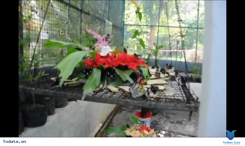 Phòng nhân giống của Vườn Bướm ở Phuket Thái Lan Hình ảnh 1