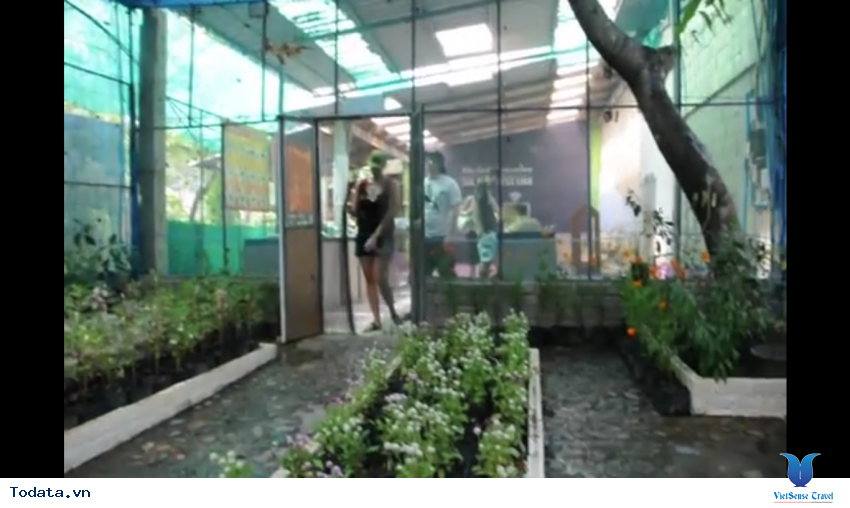 Phòng nhân giống của Vườn Bướm ở Phuket Thái Lan Hình ảnh 4