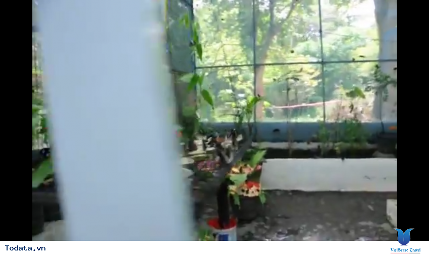 Phòng nhân giống của Vườn Bướm ở Phuket Thái Lan Hình ảnh 2