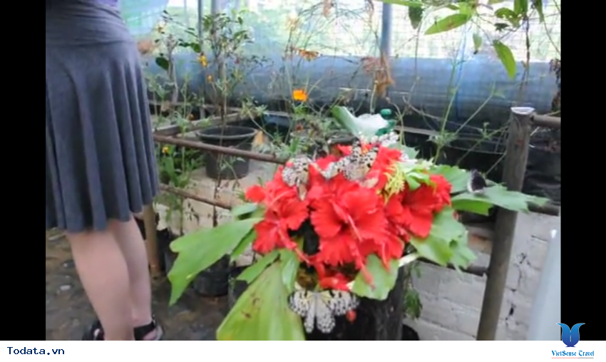 Phòng nhân giống của Vườn Bướm ở Phuket Thái Lan Hình ảnh 3