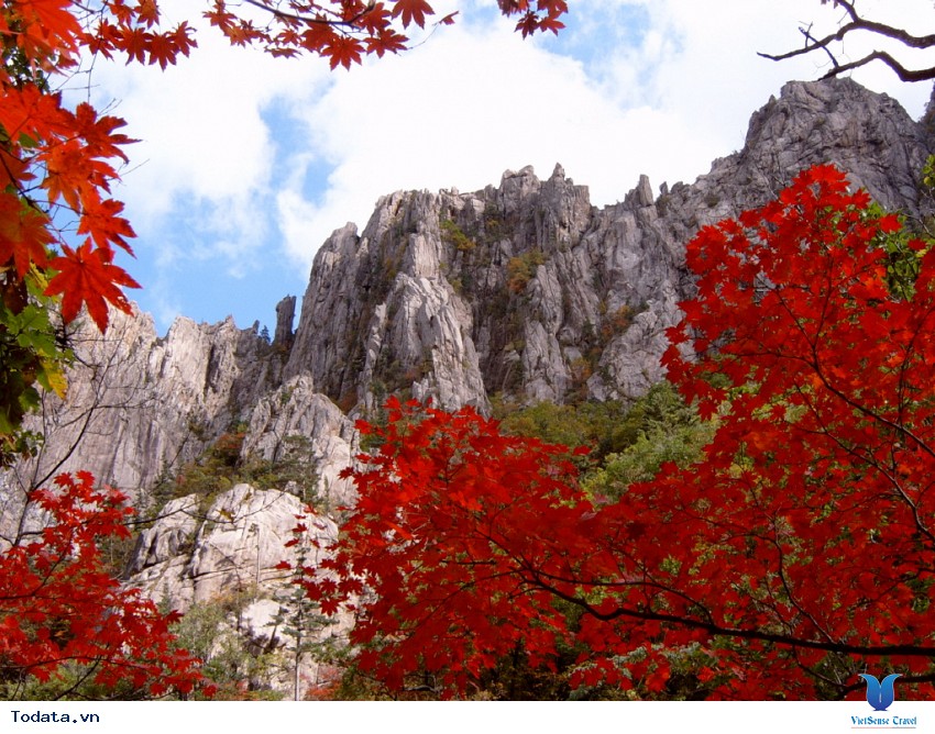 Rực Rỡ Sắc Xuân Trên Núi Seorak Hình ảnh 2