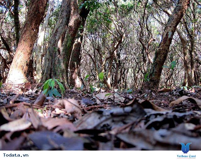 Rừng Trâm Quan Lạn Hình ảnh 5