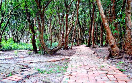 Rừng Trâm Quan Lạn Hình ảnh 2