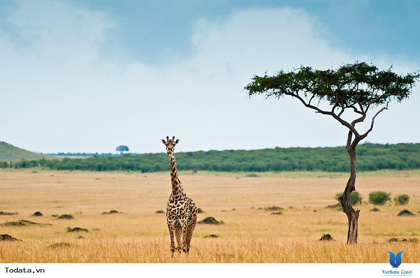 Sa Mạc Safari_ Điểm Du Lịch Không Thể Thiếu Ở Dubai Hình ảnh 4