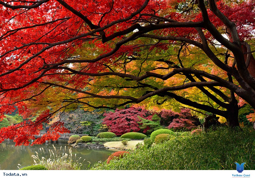 Sắc Đỏ Ngập Tràn Mùa Thu Osaka Hình ảnh 2