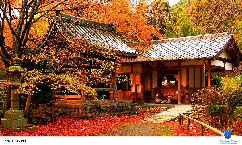 Sắc Đỏ Ngập Tràn Mùa Thu Osaka Hình ảnh 4